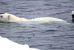 120 ore incatenati all’ancora per salvare l’Artico
