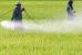 Abuso drammatico di pesticidi in Italia e i fondi europei agroambientali